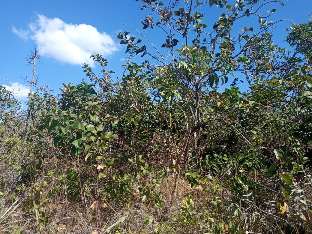 Imagem da propriedade PI2322 9